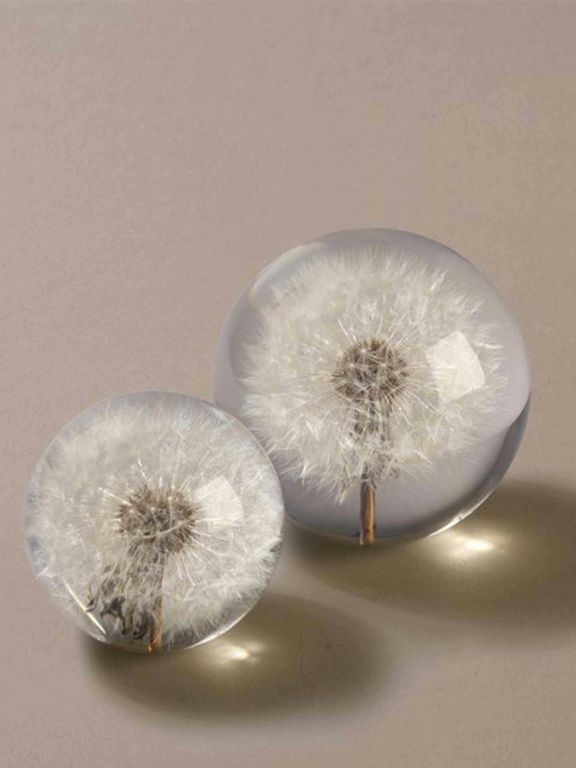 White dandelion paperweight